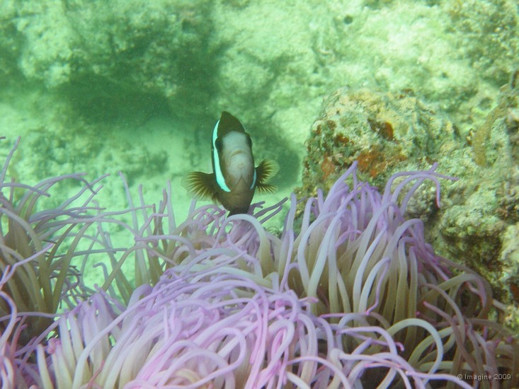 02.33- Une anemone mauve et son poisson-clown.JPG